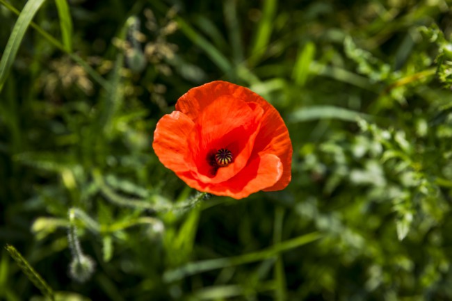 Itemnummer 40341