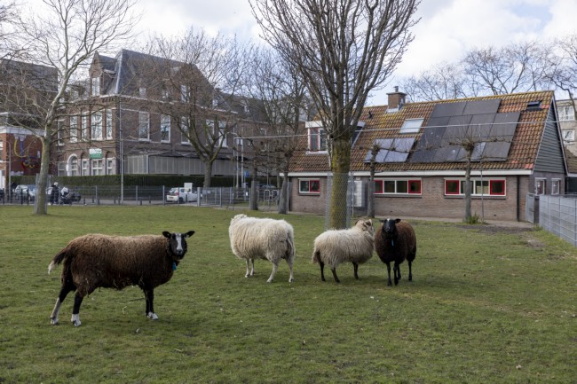 Itemnummer 81629