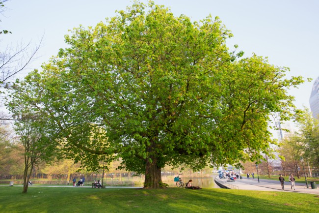 Itemnummer 40249