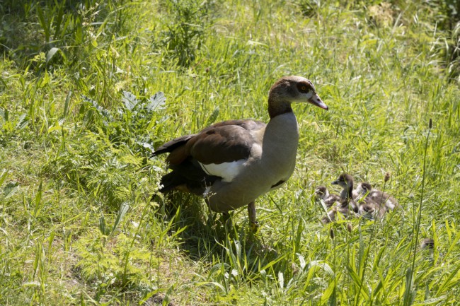 Itemnummer 63414