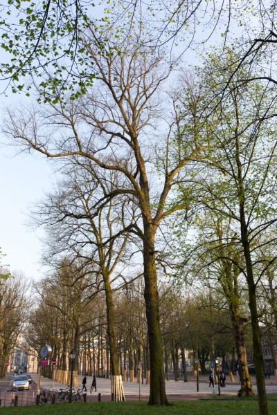 Itemnummer 40251